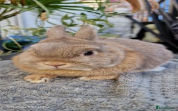 Netherland Dwarf rabbits for sale: Stunning Netherlands  - Image 1