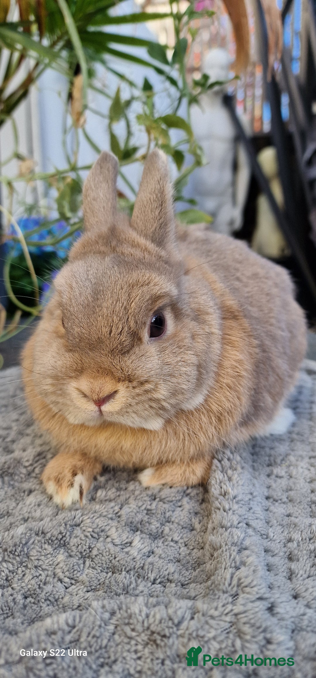Netherland Dwarf rabbits for sale: Stunning Netherlands  - Image 1