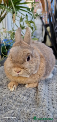 Netherland Dwarf rabbits - Advert 8