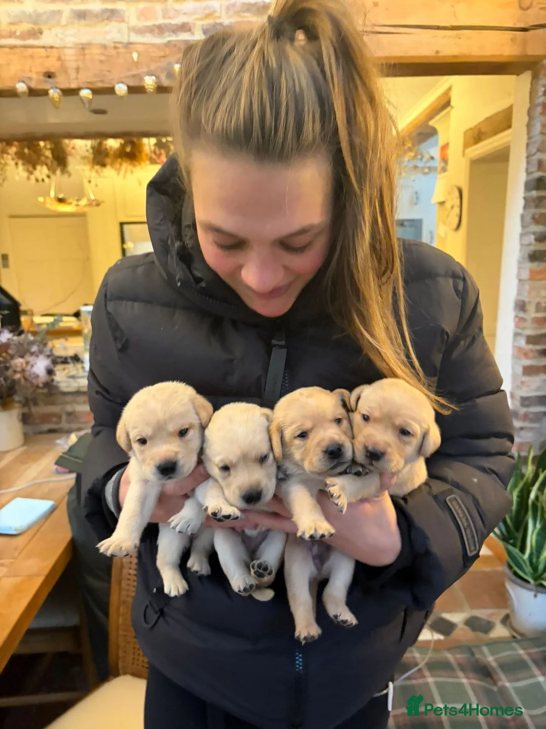 Labrador Retriever dogs for sale: Black and golden Labrador pups for sale  in Darlington - Advert 1