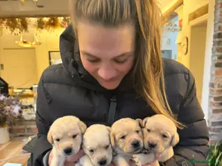 Labrador Retriever dogs Black and golden Labrador pups for sale in Darlington - Advert 3