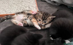 Mixed Breed cats for sale: 3 friendly kittens for sale - Image 3