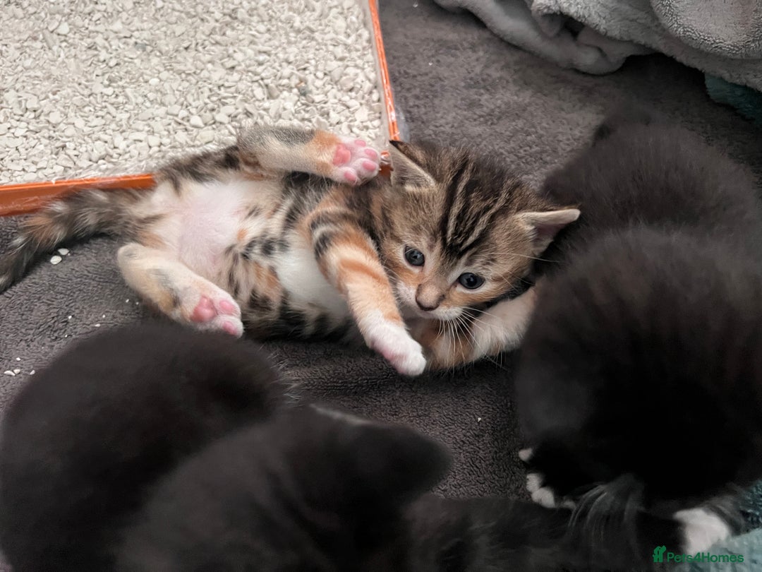 Mixed Breed cats for sale: 3 friendly kittens for sale - Image 3