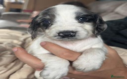 Cocker Spaniel dogs for sale: Rare colour puppies 🐶  - Image 4