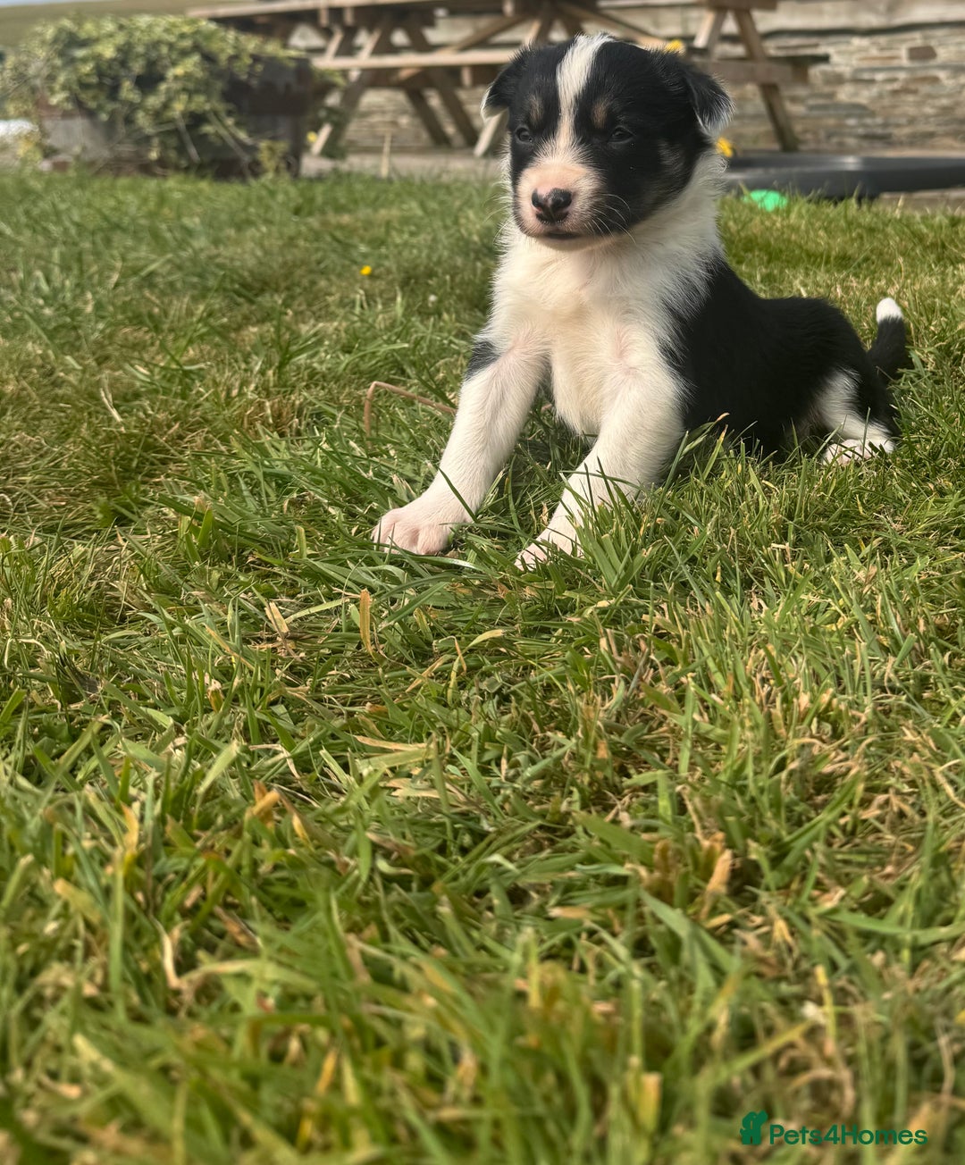 Border Collie dogs for sale: Border Collie Puppies for sale - Image 7