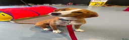 Foxhound dogs for adoption: URGENT - Libby the Posavac Hound - Advert 4