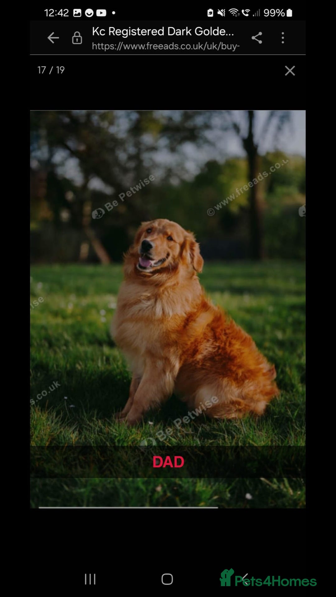 Golden Retriever dogs for sale: Golden Retriever Puppies - Image 5