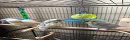 Budgerigars birds for sale: Budgies pair  - Advert 11