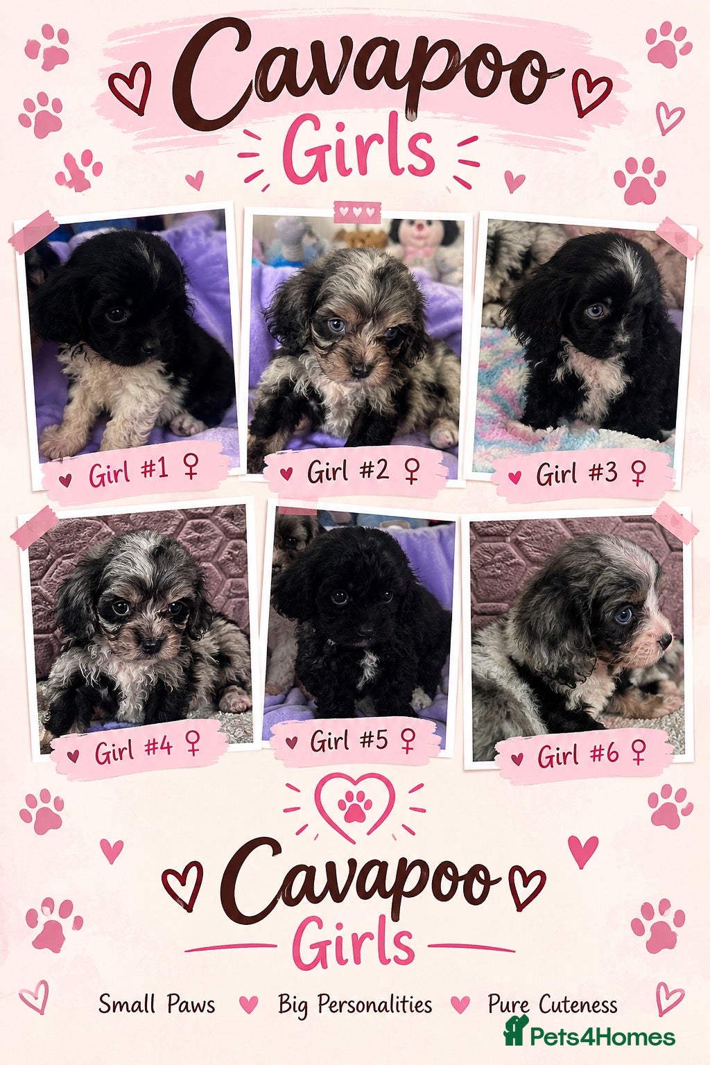 Cavapoo dogs Health tested Cavapoo pups  - Advert 8