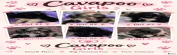 Cavapoo dogs for sale: Health tested Cavapoo pups  - Advert 7