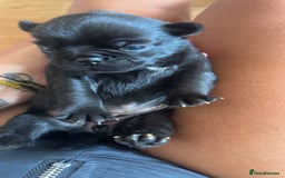 Pug dogs for sale: 7 Pug puppies  - Image 7