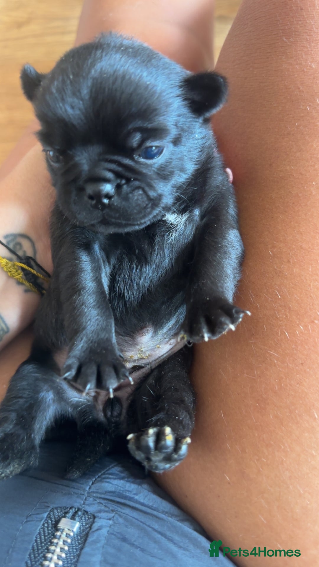 Pug dogs for sale: 7 Pug puppies  - Image 7