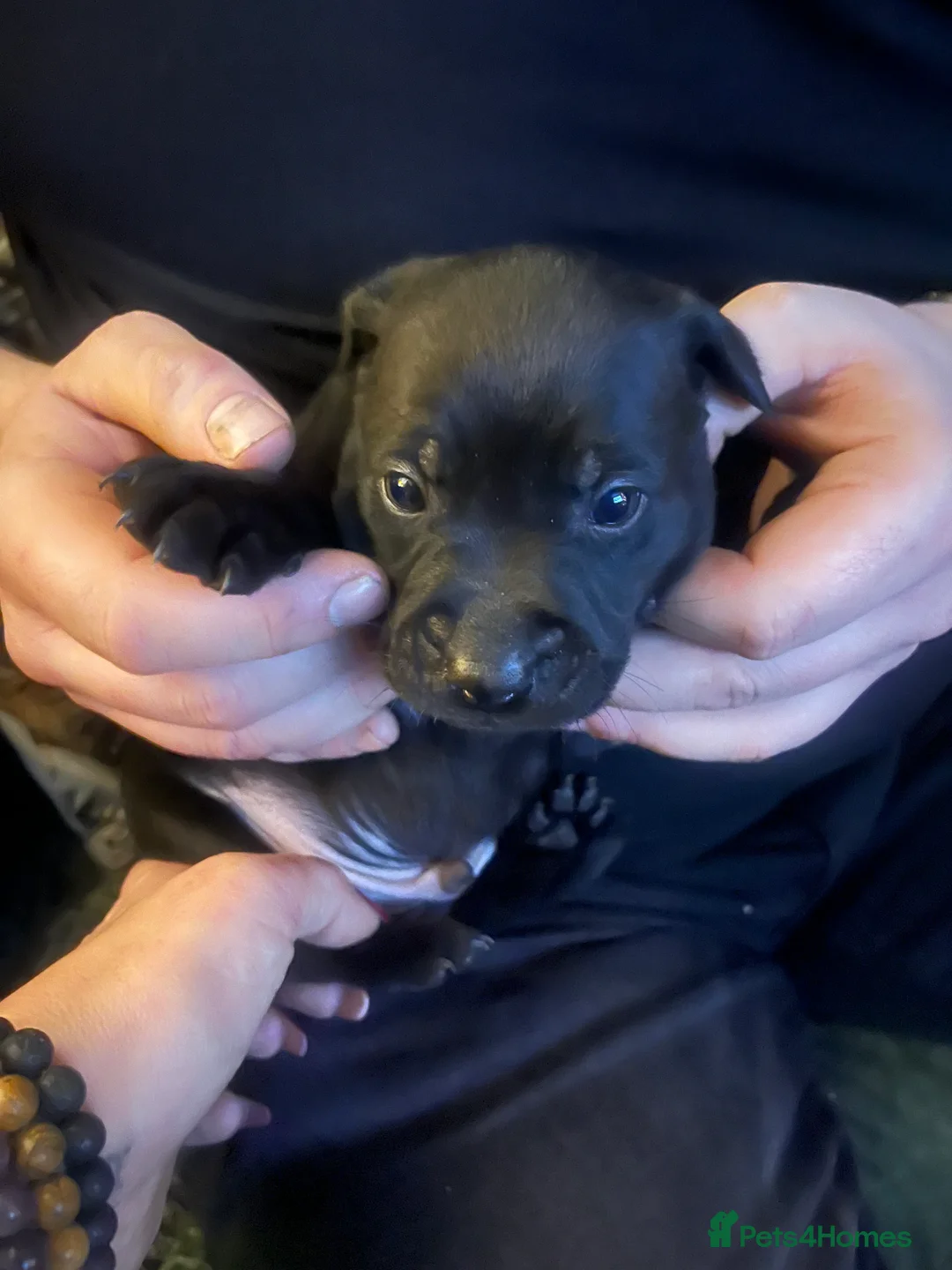 Mixed Breed dogs for sale: Staffradore - Advert 3