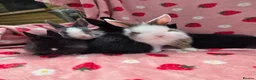 Mixed Breed rabbits for sale: Ready Now☆ plush mini lion lop bunnies  - Advert 15