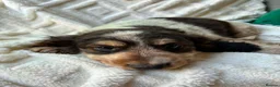 Cocker Spaniel dogs for sale: 9 Gorgeous Cocker Spaniel Puppies For Sale! - Advert 17