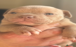 Mixed Breed dogs for sale: Stunning English bulldog mix pocket bully  - Image 17