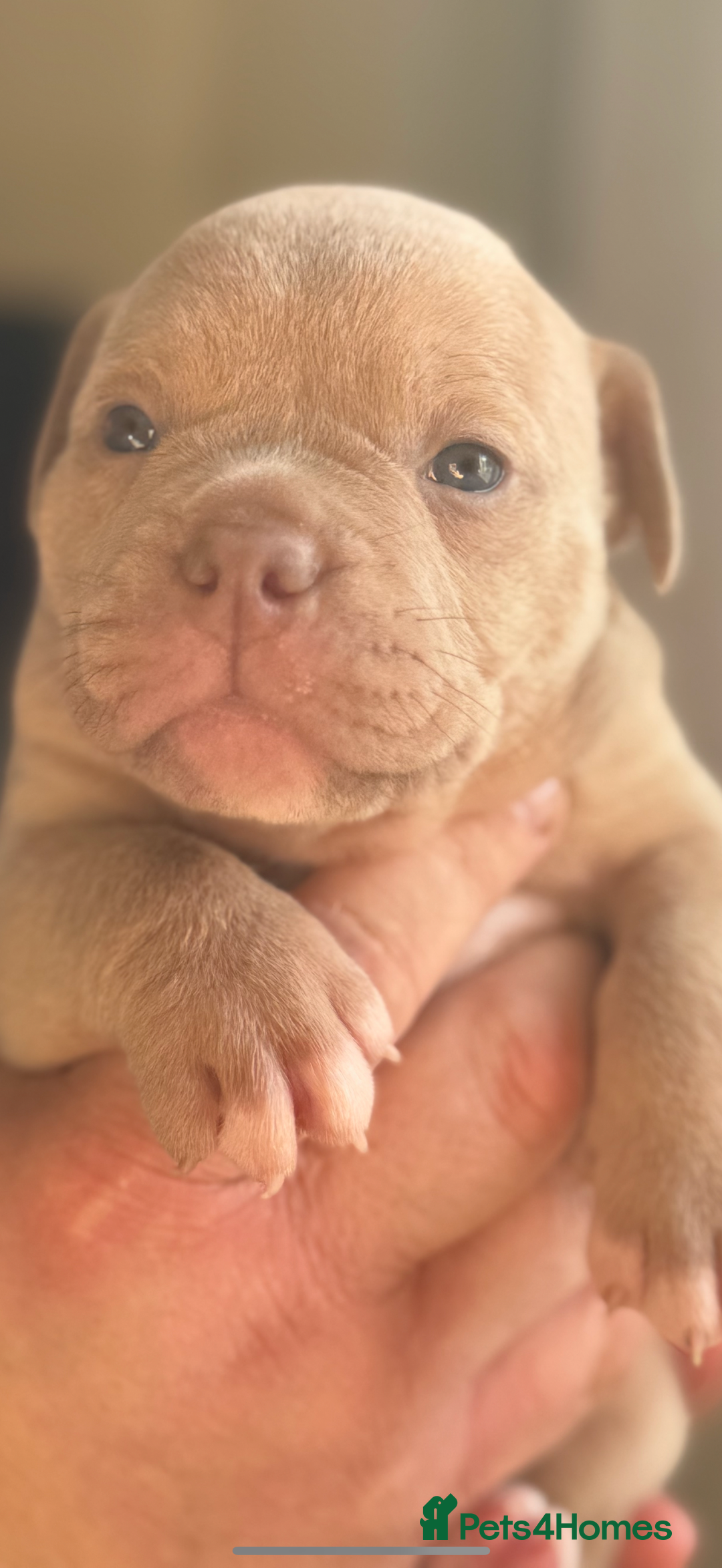 Mixed Breed dogs for sale: Stunning English bulldog mix pocket bully  - Image 17