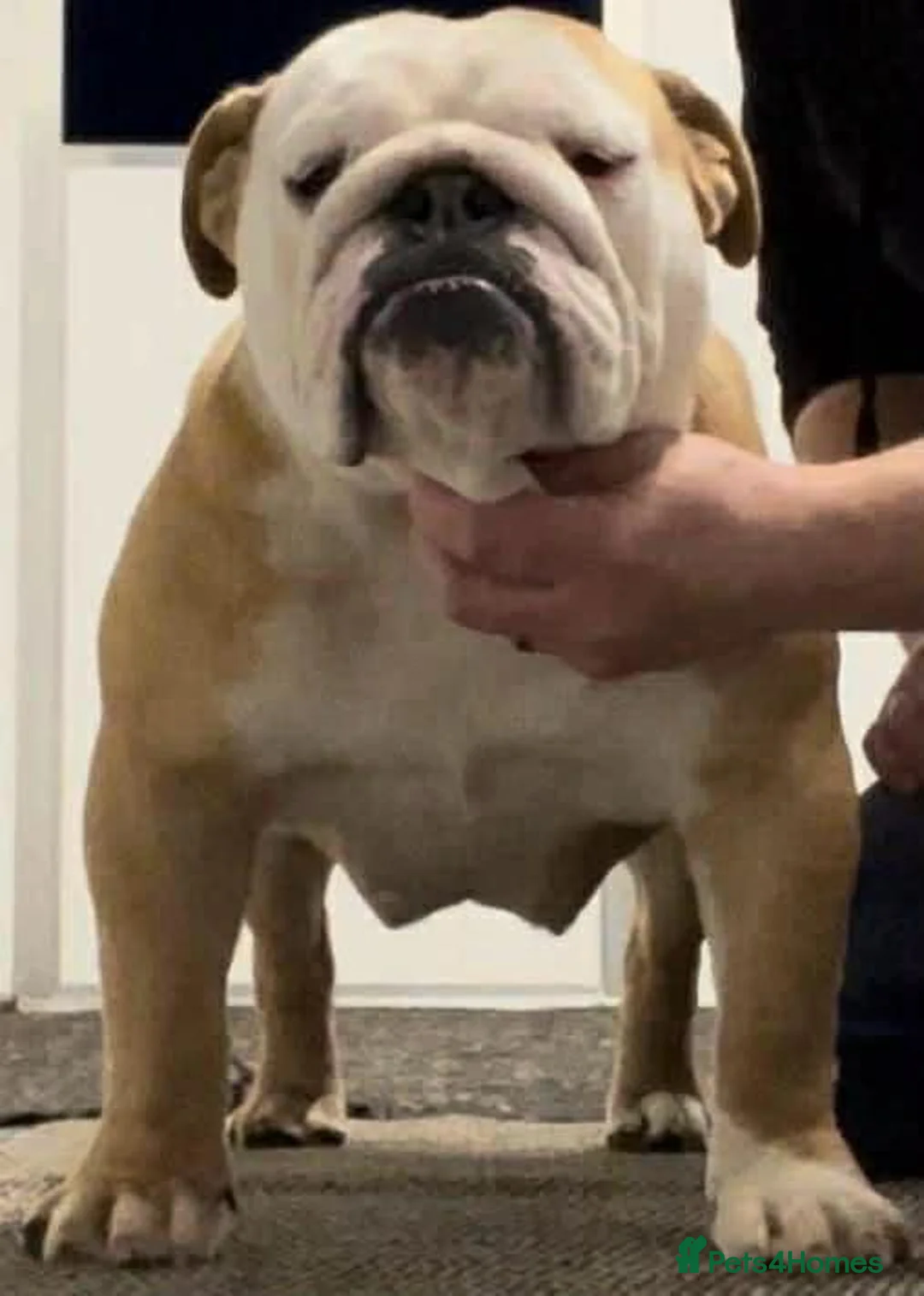 English Bulldog dogs for sale: *2 Boys* Bulldog Puppies - KC Standard/Registered - Advert 2