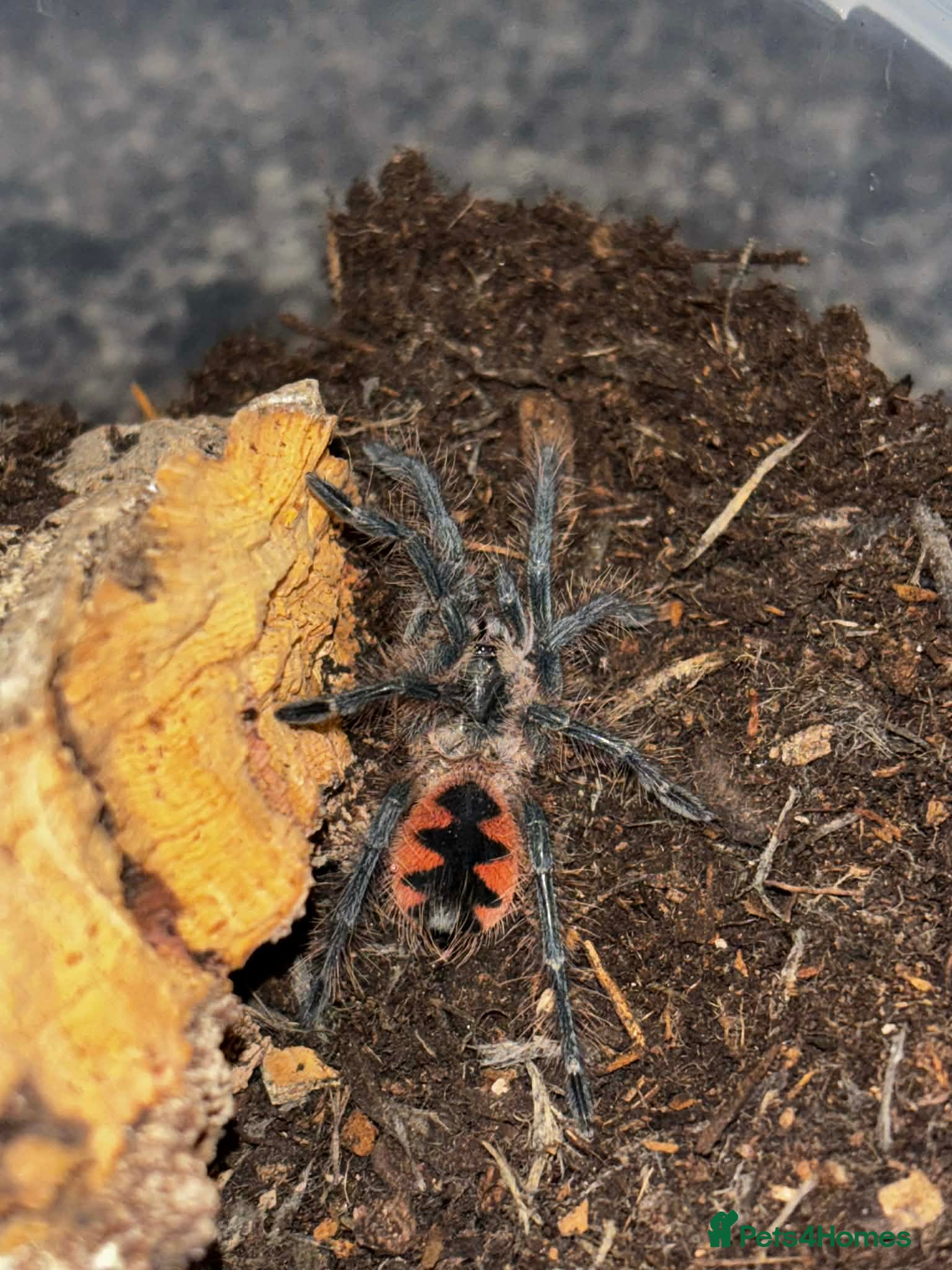 Tarantulas invertebrates Variety of Tarantulas for sale - Advert 1