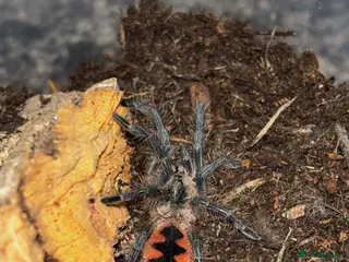 Tarantulas invertebrates Variety of Tarantulas for sale - Advert 1