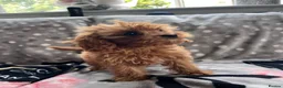 Cavapoo dogs for sale: Cavapoo - Advert 4