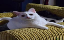 Domestic Shorthair cats for sale: Heartbreaking Rehome-18 month old Pure White Cat x - Image 14