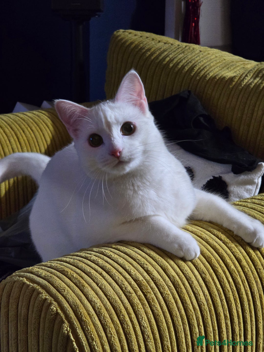 Domestic Shorthair cats for sale: Heartbreaking Rehome-18 month old Pure White Cat x - Image 14