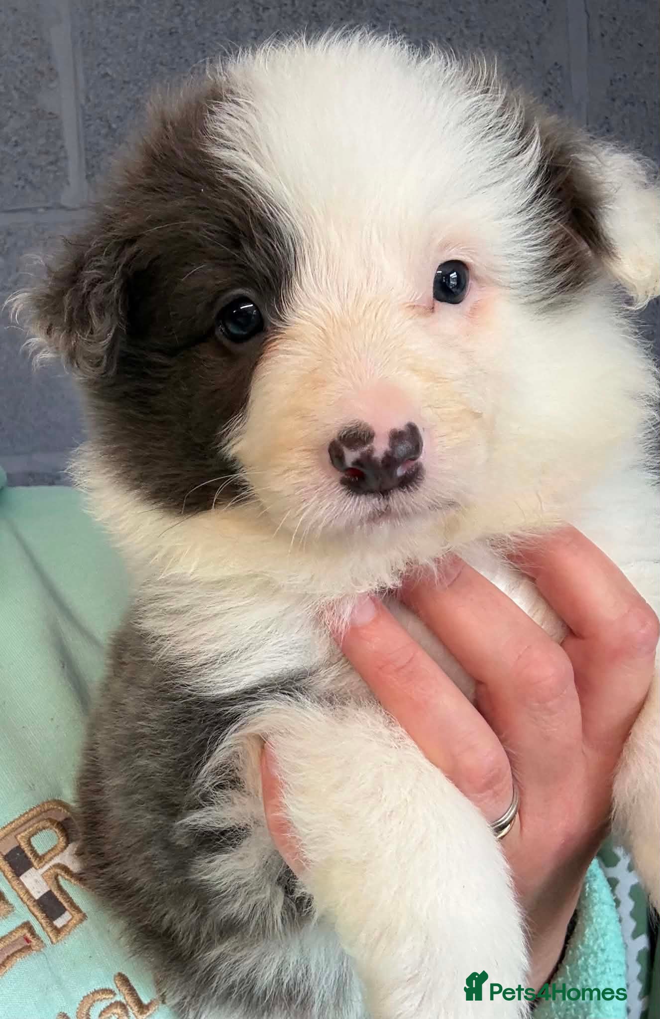 Border Collie dogs Outstanding Border Collie Puppies - Advert 2