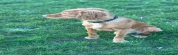 Cocker Spaniel dogs for sale: 1 year old male cocker spaniel  in Basingstoke - Advert 5