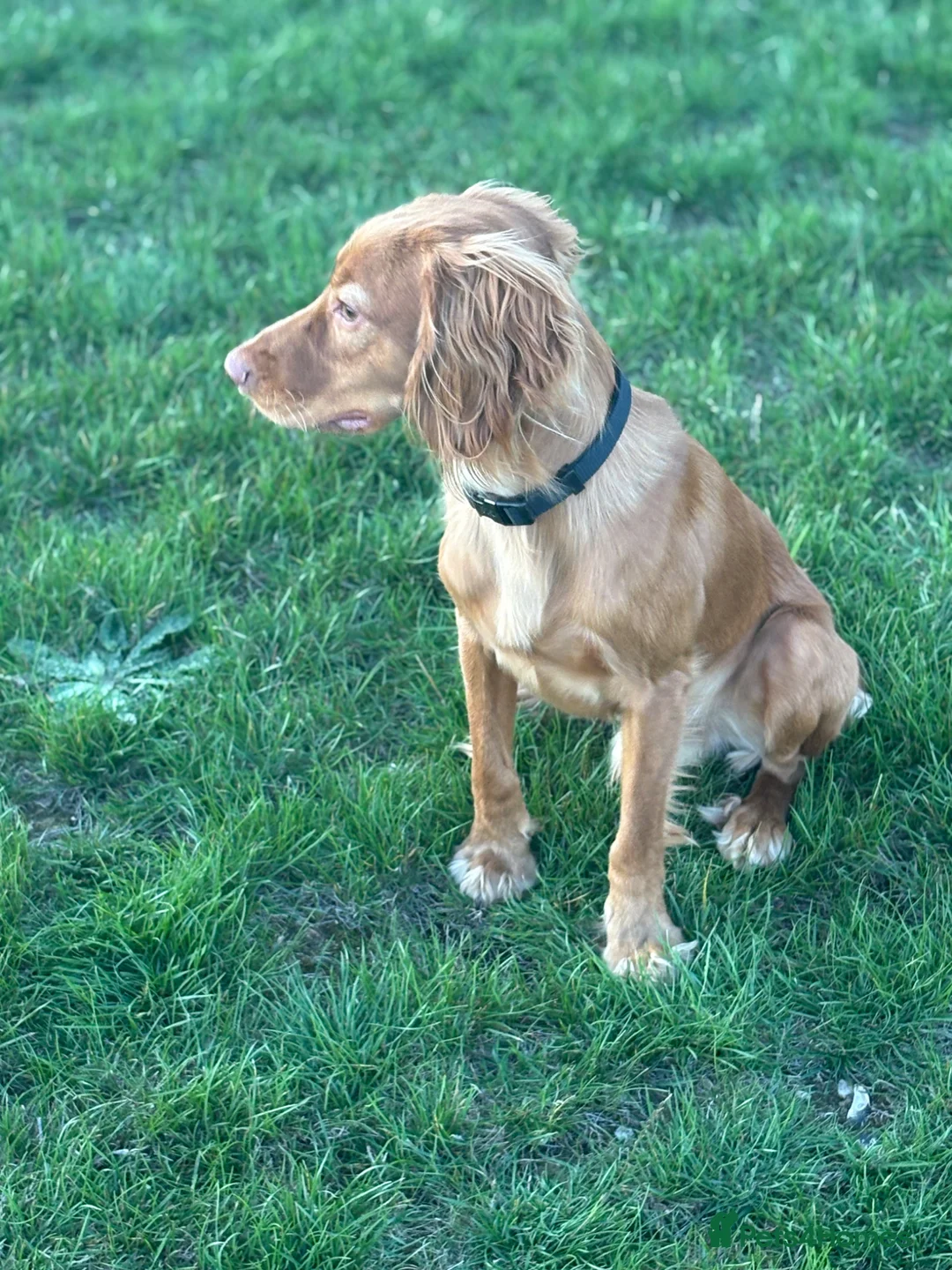 Cocker Spaniel dogs for sale: 1 year old male cocker spaniel  in Basingstoke - Advert 5