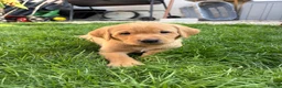 Labrador Retriever dogs for sale: KC registered. Ready to leave 3rd August 2026   - Advert 11