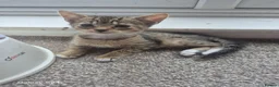 Mixed Breed cats for sale: Kittens ready for there forever homes now - Advert 4