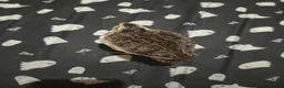 Quail poultry for sale: 3 qail for sale - Advert 4
