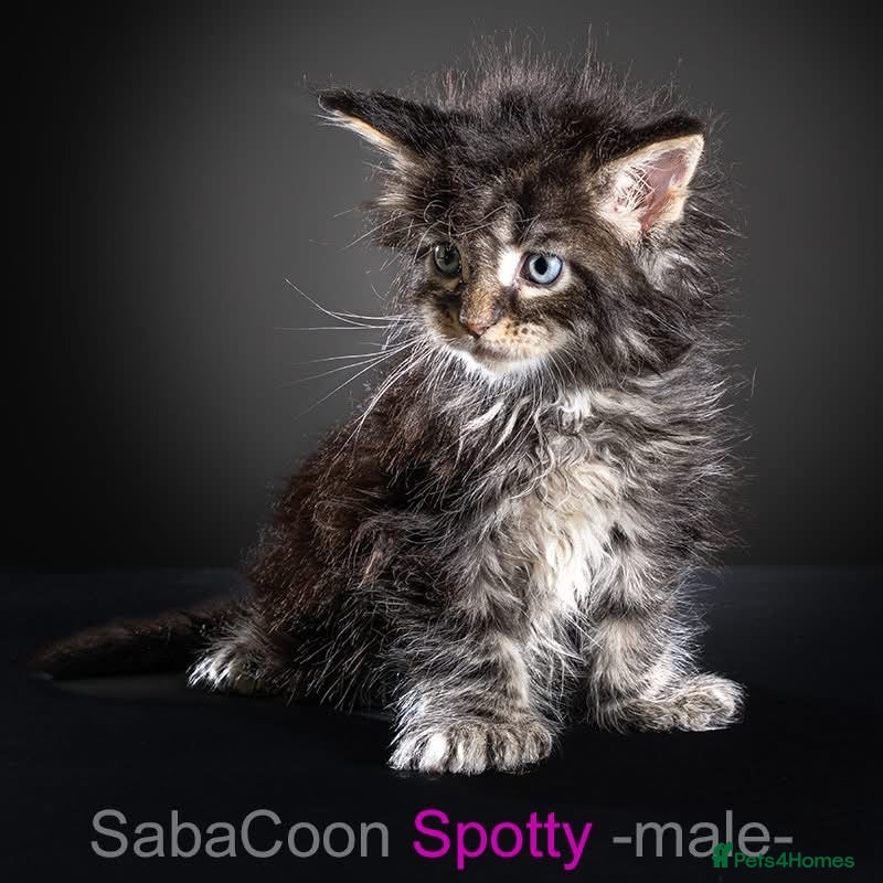 Maine Coon cats Polydactyl Maine Coon kittens are available  - Advert 1