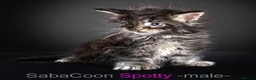 Maine Coon cats for sale: Polydactyl Maine Coon kittens are available  - Advert 1