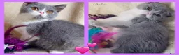 British Shorthair cats for sale: Lovely British Shorthair girl TICA Registered - Advert 1
