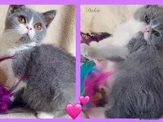 British Shorthair cats Lovely British Shorthair girl TICA Registered - Advert 1