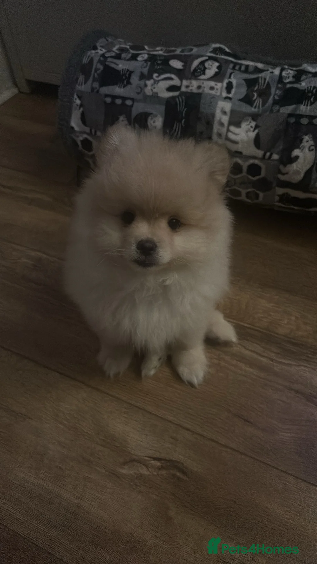 Pomeranian dogs for sale: Pomeranian puppy  - Advert 3