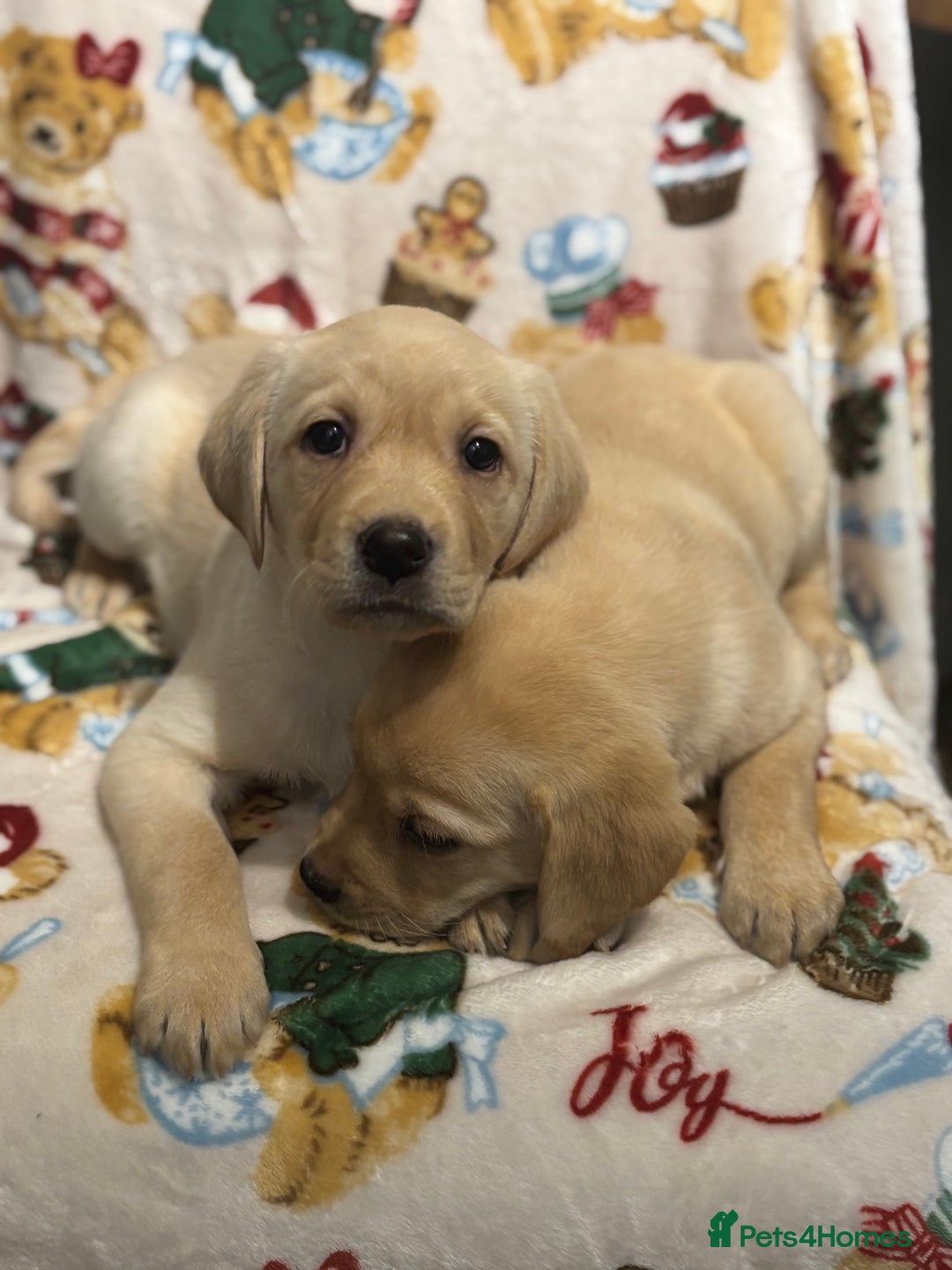 Labrador Retriever dogs for sale: Chunky Labrador Puppys Ready Now!! - Advert 5