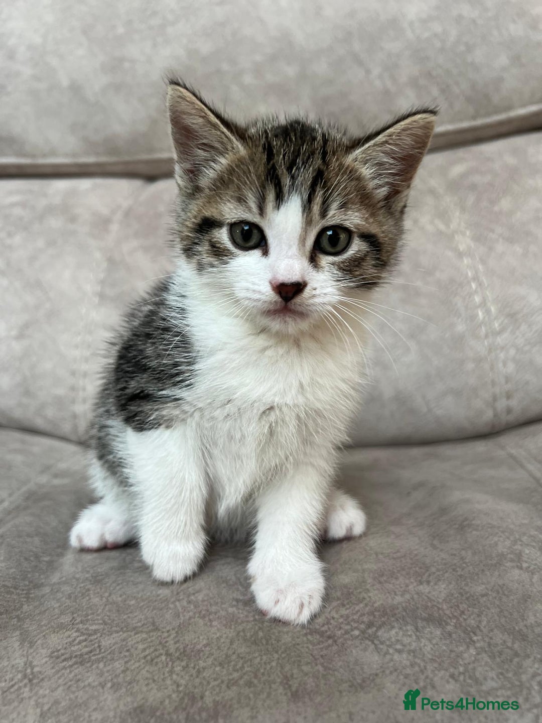 Siberian cats for sale: Half Siberian Wild forest Kittens 2x for £380 - Image 19