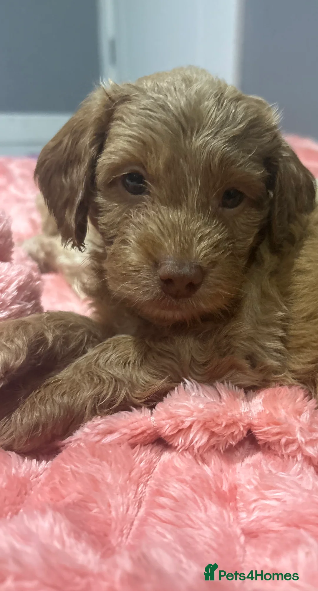 Cockapoo dogs for sale: 2 female cockapoo puppies 6 weeks - Advert 3