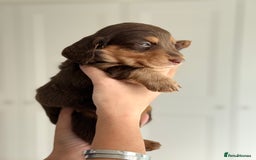 Miniature Dachshund dogs for sale: Kc reg Miniature Dachshund Puppies 🐶 💕 - Image 4