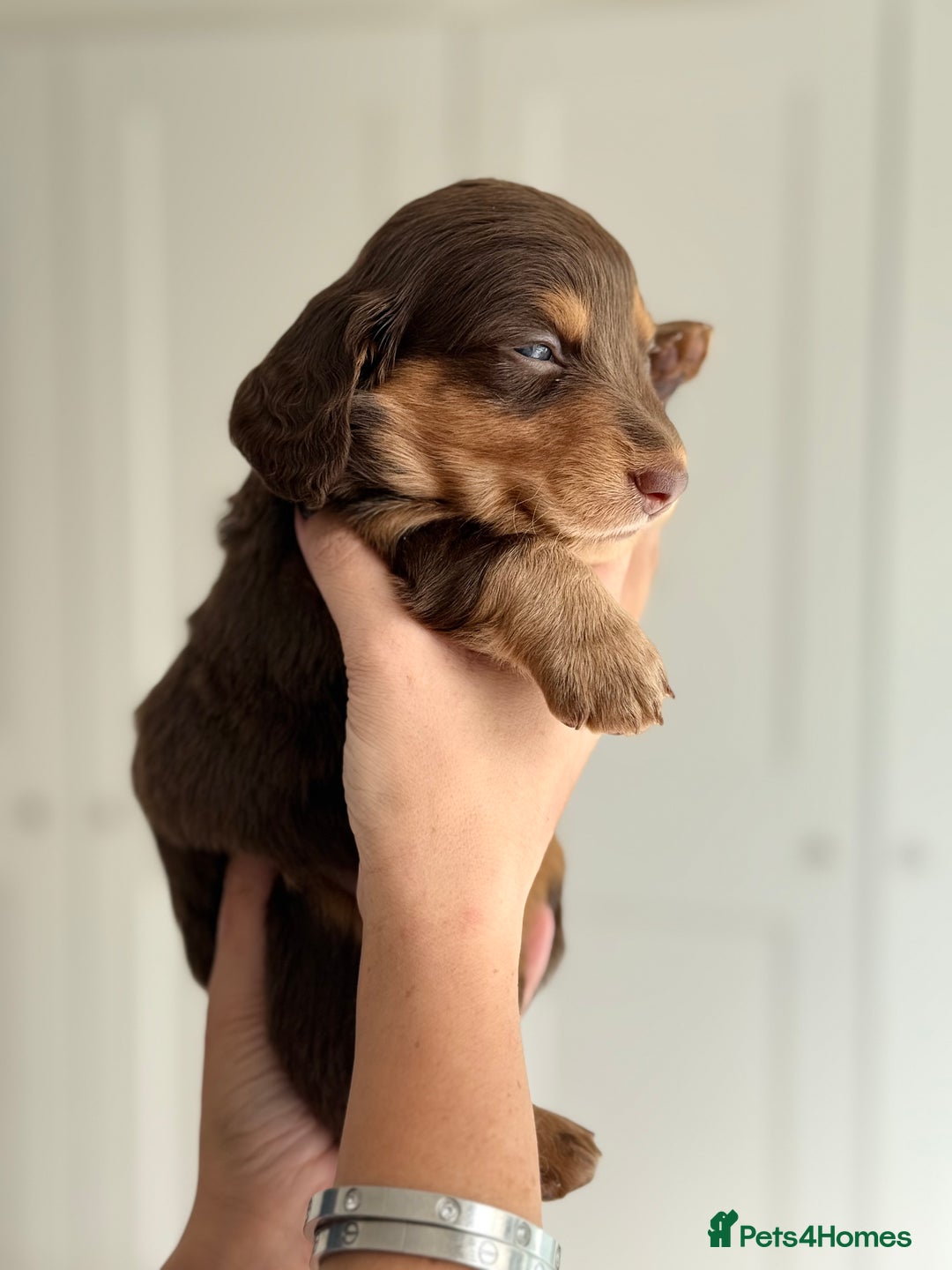 Miniature Dachshund dogs for sale: Kc reg Miniature Dachshund Puppies 🐶 💕 - Image 4
