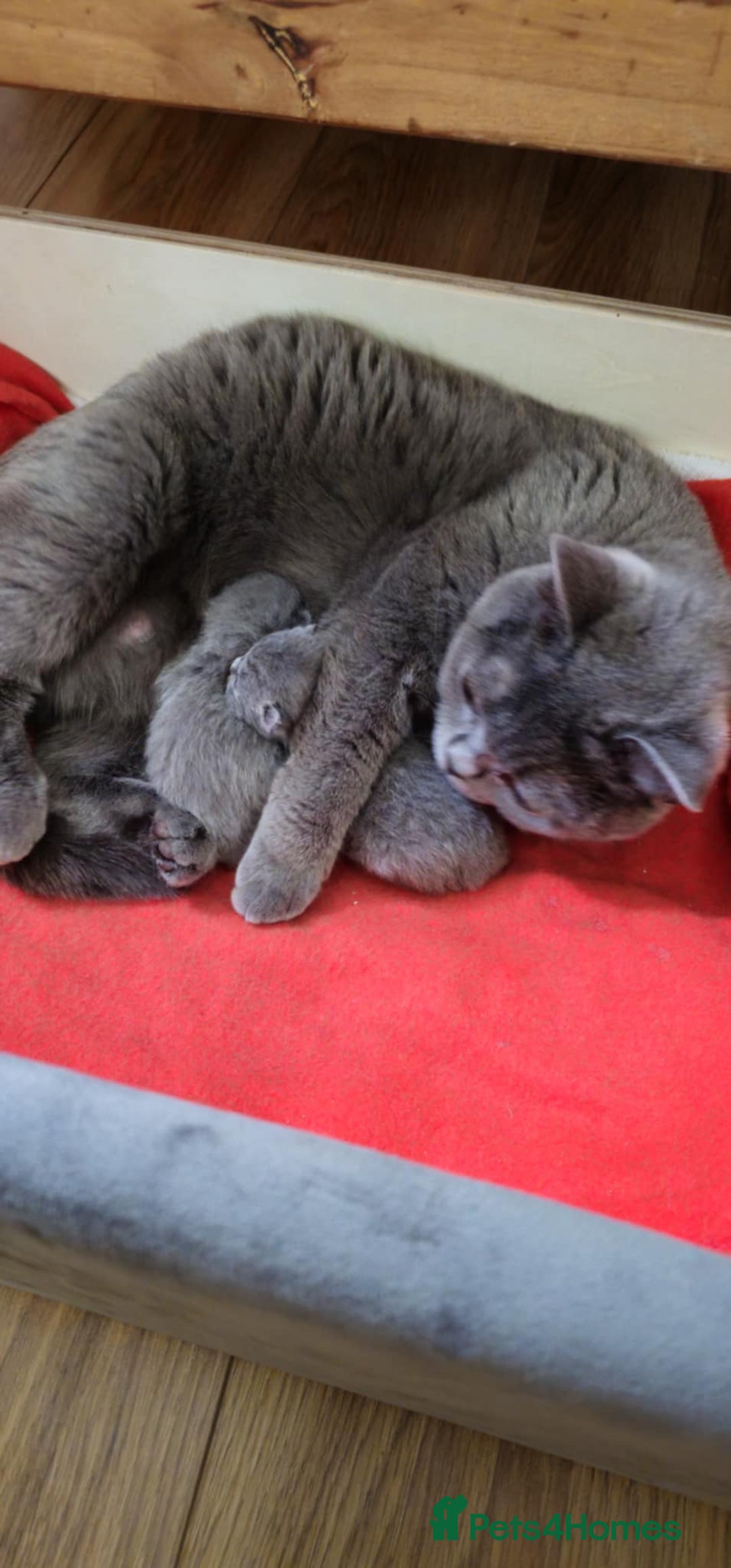 British Shorthair cats for sale: British Shorthair kitten(girl)  - Image 4