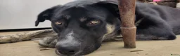 Mixed Breed dogs for adoption: Buster – Big Heart, Loyal and Ready to Bond - Advert 6
