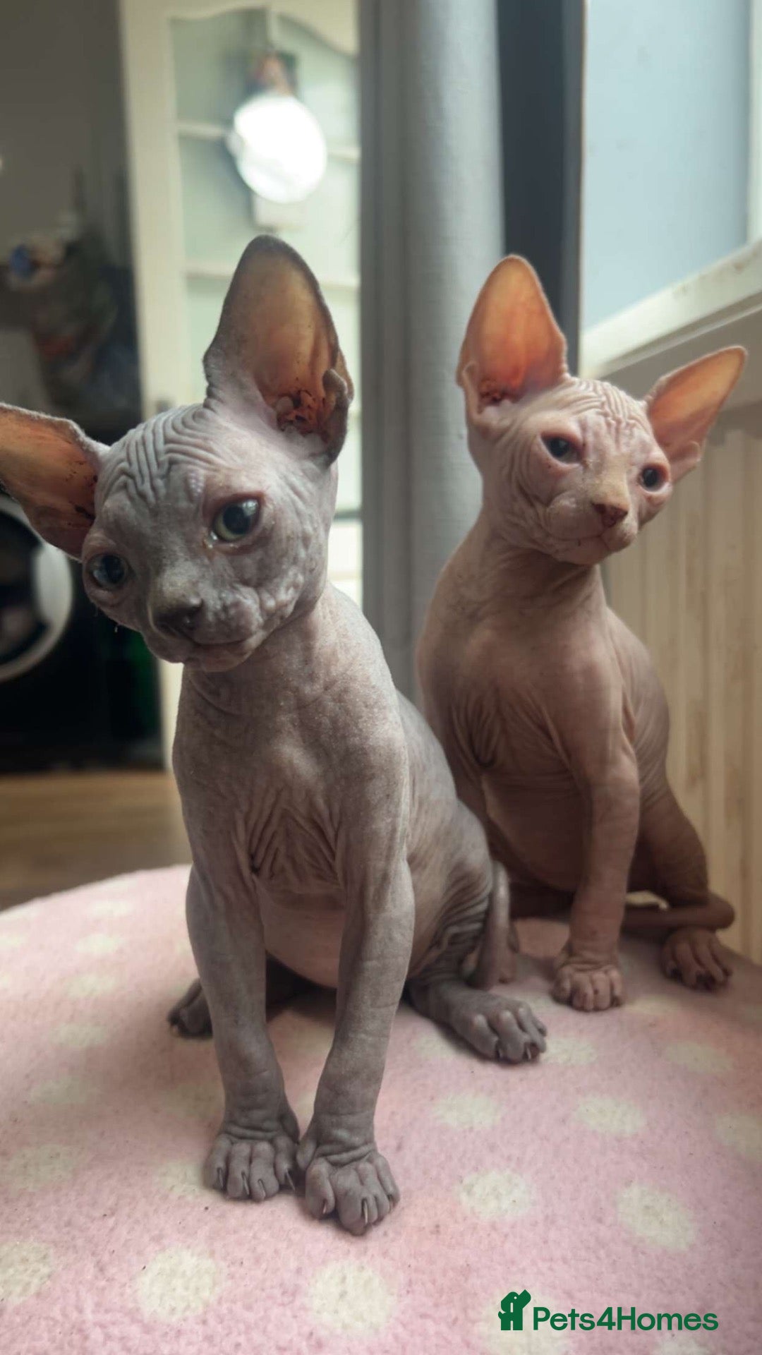 Sphynx cats Sphynx kittens  - Advert 13