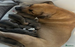 American Bull Staffy dogs for sale: American Bull Staffs - Image 2
