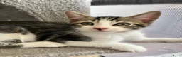 Mixed Breed cats for sale: Kittens, 11 weeks, Ready to Go! - Advert 2