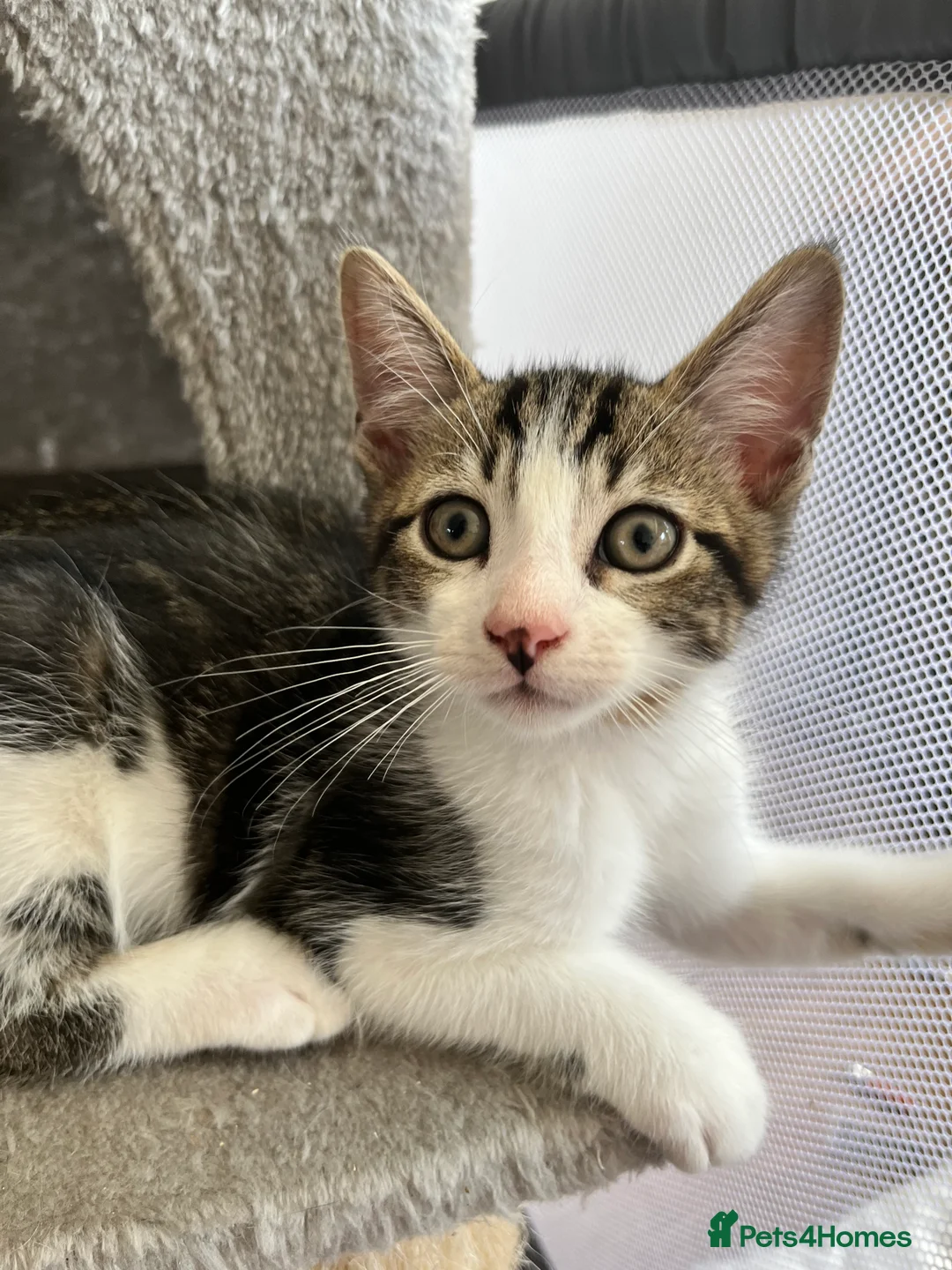 Mixed Breed cats for sale: Kittens, 11 weeks, Ready to Go! - Advert 2