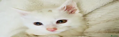 Maine Coon 4